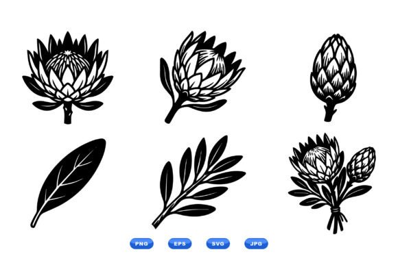 Protea Floral Clipart Pack: Graphics and Illustrations for Handmade Brands